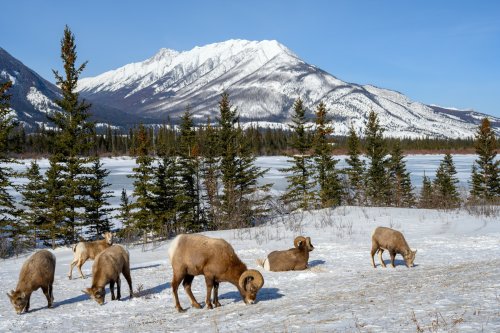 Banner Chateau Lake Louise